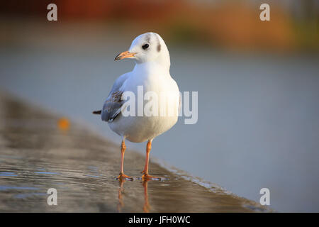 A testa nera gabbiano, Chroicocephalus ridibundus, sulla riva Foto Stock