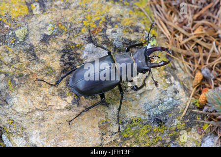 Stag beetle, Lucanus cervus, su pietra Foto Stock
