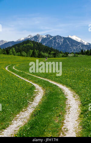 Viale rurale in giallo fioritura primavera prato con Gerold in Alta Baviera, sfondo Soierngruppe Foto Stock