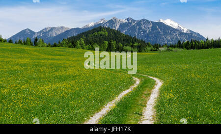 Viale rurale in giallo fioritura primavera prato con Gerold in Alta Baviera, sfondo Soierngruppe Foto Stock