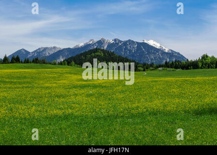 Fioritura giallo prato primavera con Gerold in Alta Baviera, sfondo Soierngruppe Foto Stock