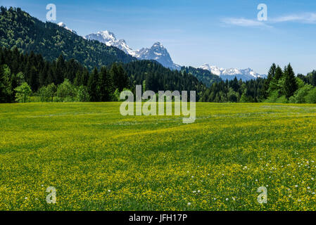 Fioritura giallo prato primavera con Gerold in Alta Baviera, sfondo gamma Wetterstein e Ammergauer alpi Foto Stock