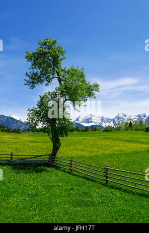 Fioritura giallo prato primavera con recinto e albero con Gerold in Alta Baviera, sfondo Karwendel Foto Stock