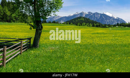 Fioritura giallo prato primavera con recinto e albero con Gerold in Alta Baviera, sfondo Soierngruppe Foto Stock