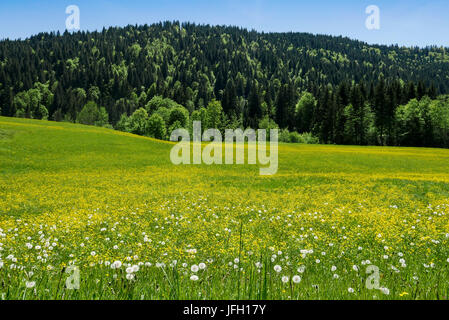 Fioritura giallo prato della molla nella parte anteriore del bosco misto, Alta Baviera Foto Stock