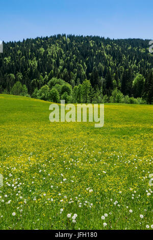 Fioritura giallo prato della molla nella parte anteriore del bosco misto, Alta Baviera Foto Stock