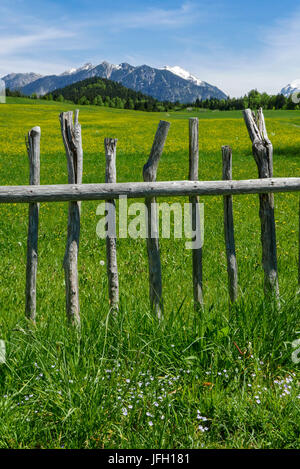 Semplice recinzione in parte anteriore del giallo fioritura primavera prato con Gerold in Alta Baviera, sfondo Soierngruppe Foto Stock