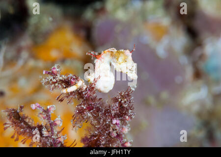 Colemans dwarf di cavallucci marini, Hippocampus colemani Raja Ampat, Papua occidentale, in Indonesia Foto Stock