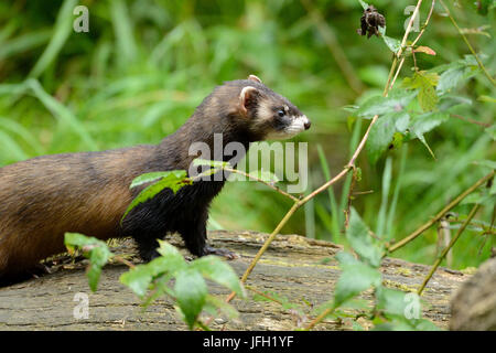 Polecat, a lato, Foto Stock