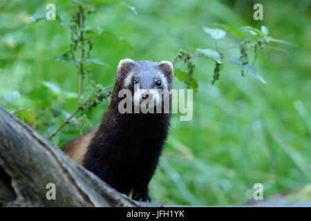 Polecat, ritratto, Foto Stock