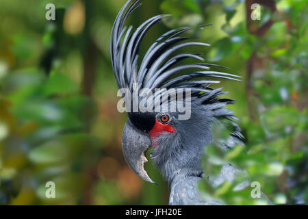 Palm cacatua, testa a lato, Probosciger aterrimus, Australia Foto Stock