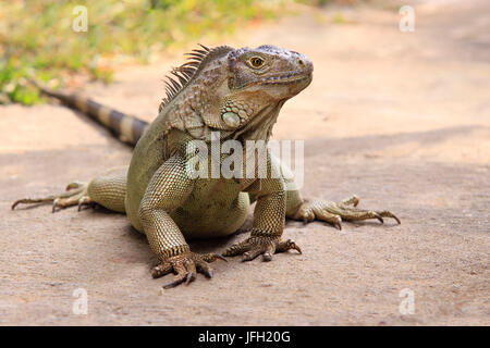 Green Leguan, Iguana iguana, Sud America, America Centrale Foto Stock