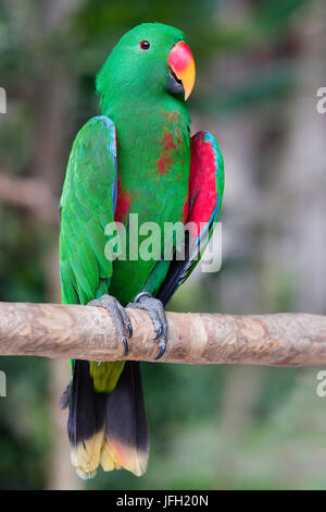 Nobile parrot siede sul ramo, Eclectus roratus, Australia, Nuova Guinea Foto Stock