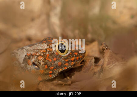 Tokeh o Tokee, di Tokay, Gekko gecko, testa, Indonesia, Asia Foto Stock