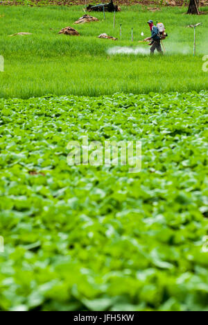 Agricoltore la spruzzatura di pesticidi terrazza sui campi di riso Foto Stock