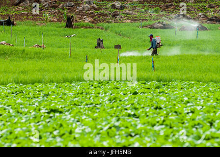 Agricoltore la spruzzatura di pesticidi terrazza sui campi di riso Foto Stock