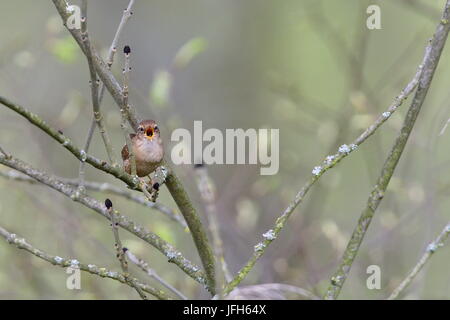 Troglodytes troglodytes Foto Stock