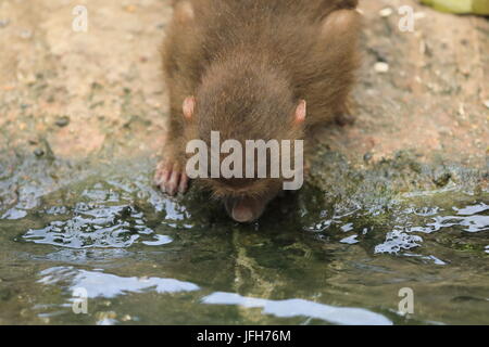 Un babbuino in Singapore Foto Stock