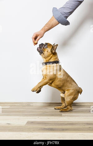 Bulldog ottiene alcuni prodotti alimentari Foto Stock