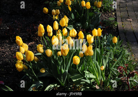 Tulipa Darwin Hybrid Golden Apeldoorn, Tulip Foto Stock