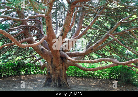 Evergreen albero rosso Arbutus andrachne (Crimea, Ucraina) Foto Stock