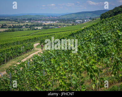 Mountain Biker a cavallo di una via attraverso i vigneti della Foresta Nera meridionale Foto Stock