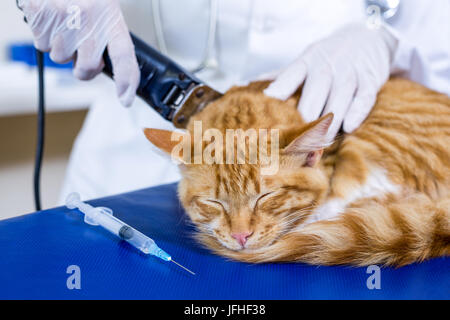 Chiudere fino sulla IFP la rasatura di un gatto per il funzionamento Foto Stock