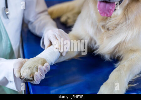 Chiudere fino sulla donna vet esaminando i cani paw Foto Stock