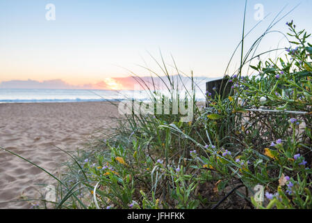 Australiana nativa di piante che crescono su di una duna di sabbia accanto a un percorso di ingresso ad una spiaggia sulla costa est dell'Australia Foto Stock