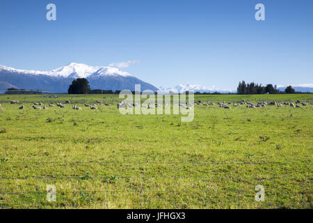 Alcune pecore nel verde prato Foto Stock