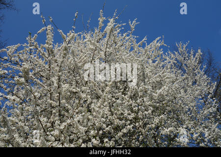 Prunus cerasifera, Cherry Plum Foto Stock