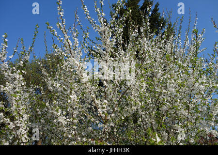 Prunus cerasifera, Cherry Plum Foto Stock