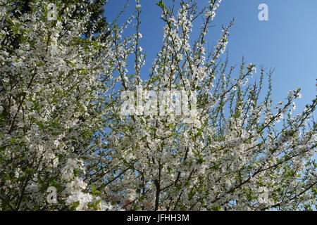 Prunus cerasifera, Cherry Plum Foto Stock