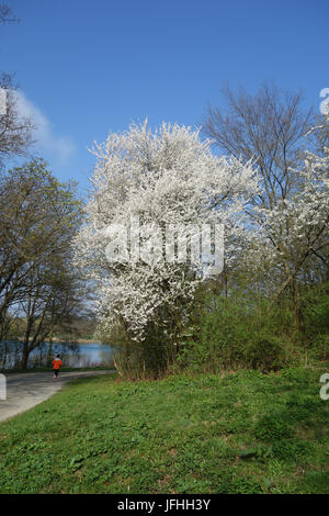 Prunus cerasifera, Cherry Plum Foto Stock