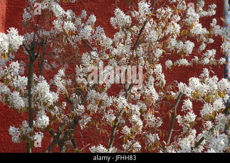 Amelanchier canadensis, Shadbush Foto Stock