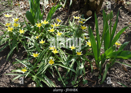 Tulipa tarda, fine Tulip Foto Stock