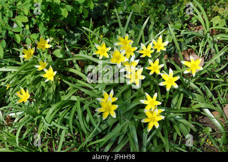 Tulipa tarda, fine Tulip Foto Stock