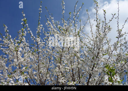 Prunus cerasifera, Cherry Plum Foto Stock