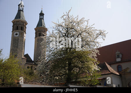 Prunus avium, ciliegio dolce Foto Stock