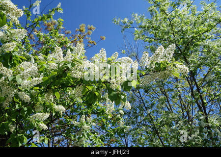 Prunus padus, Bird Cherry Foto Stock