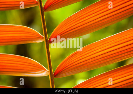 Tropische Pflanze im Regenwald von Costa Rica Foto Stock