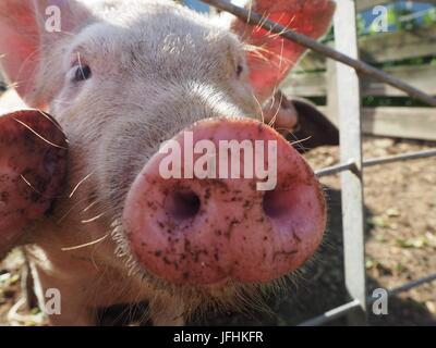 Naso di maiale close up Foto Stock