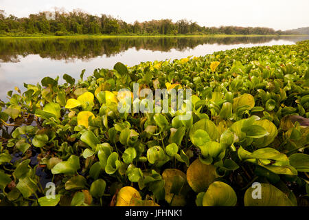 Waterplants al Riverside di Rio Chagres, parco nazionale di Soberania, Repubblica di Panama. Foto Stock