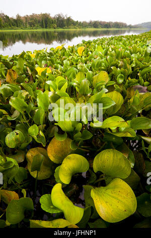 Waterplants al Riverside di Rio Chagres, parco nazionale di Soberania, Repubblica di Panama. Foto Stock