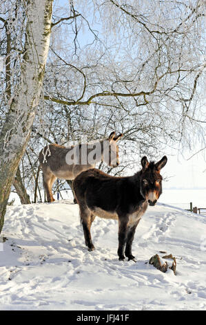 Due asini marrone e grigio sotto il gelo-coperto betulle sulla cinghia invernale Foto Stock