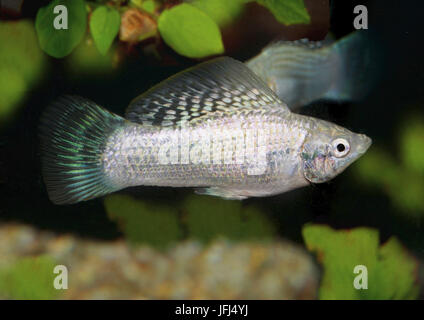 Yucatan Molly, Poecilia velifera, Mollinesia, live-cuscinetto, Yucatan, Foto Stock