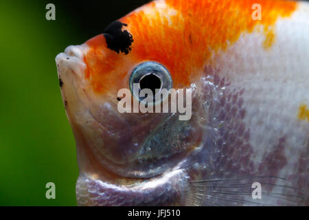 Panda Skalar, medium close-up, Pterophyllum scalare Foto Stock