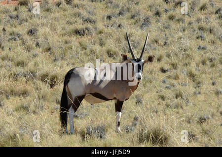 Africa, Namibia, NamibRand Riserva Naturale, animali, East African oryx Foto Stock