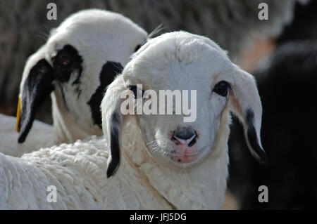 Africa, della Namibia, il Kalahari, Tivoli farm, agnelli Karakul (Swakara) Foto Stock