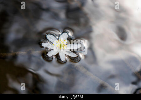 Fiore bianco di un anemone legno galleggia nell'acqua, close up, Anemone nemorosa , Foto Stock